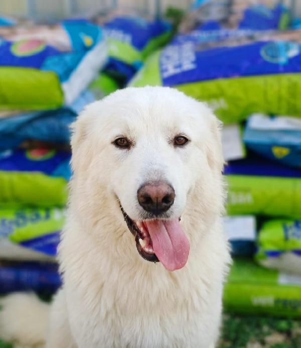 Gucci, Splendido Pastore Svizzero